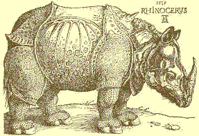 Animated Drer's Rhinocerus