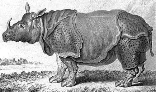 Buffon's rhinocerus